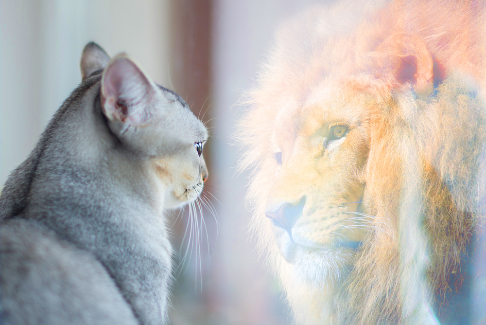 Cat viewing itself as a lion in a mirror symbolizing volunteer work personal growth and job experience boosting self-esteem